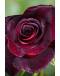 Роза чайно-гибридная Блэк Баккара (темно-красная) | Троянда чайно-гібридна Блек Баккара (темно-червона) | Hybrid tea rose Black Baccara (dark red)